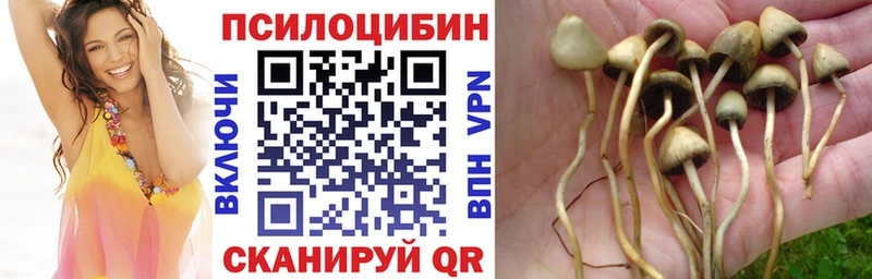 Галлюциногенные грибы Psilocybine cubensis кракен ТОР Дмитриев
